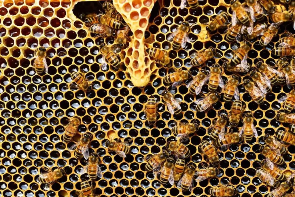 pszczoły na ramce z miodem